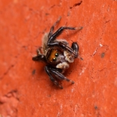 Maratus griseus at Downer, ACT - 6 Dec 2023 08:22 AM