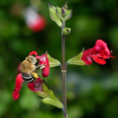 Amegilla (Zonamegilla) asserta (Blue Banded Bee) at Downer, ACT - 6 Dec 2023 by RobertD