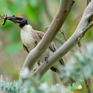 Philemon corniculatus at Woodstock Nature Reserve - 8 Dec 2023