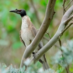 Philemon corniculatus at Woodstock Nature Reserve - 8 Dec 2023 10:43 AM