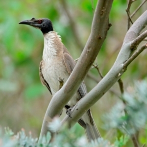 Philemon corniculatus at Woodstock Nature Reserve - 8 Dec 2023 10:43 AM