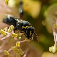 Hylaeus (Gnathoprosopis) euxanthus (Plasterer bee) at Holder Wetlands - 4 Dec 2023 by Miranda