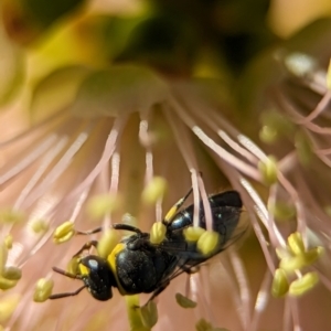 Hylaeus (Gnathoprosopis) euxanthus at Holder Wetlands - 4 Dec 2023 05:23 PM