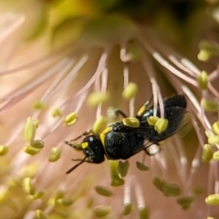 Hylaeus (Gnathoprosopis) euxanthus at Holder Wetlands - 4 Dec 2023 05:23 PM