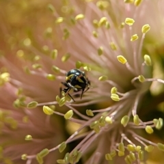 Hylaeus (Gnathoprosopis) euxanthus at Holder Wetlands - 4 Dec 2023 05:23 PM