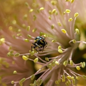 Hylaeus (Gnathoprosopis) euxanthus at Holder Wetlands - 4 Dec 2023