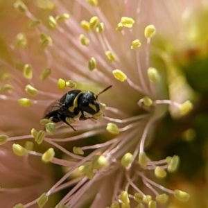 Hylaeus (Gnathoprosopis) euxanthus at Holder Wetlands - 4 Dec 2023 05:23 PM