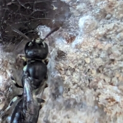 Hylaeus (Prosopisteron) aralis (A native hylaeine bee) at Holder, ACT - 5 Dec 2023 by Miranda
