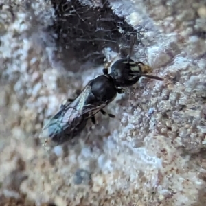 Hylaeus (Prosopisteron) aralis at Holder, ACT - 5 Dec 2023 12:12 PM