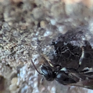 Hylaeus (Prosopisteron) aralis at Holder, ACT - 5 Dec 2023 12:12 PM