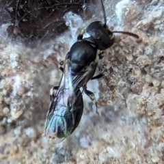 Hylaeus (Prosopisteron) aralis at Holder, ACT - 5 Dec 2023 12:12 PM