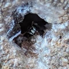 Hylaeus (Prosopisteron) aralis at Holder, ACT - 5 Dec 2023 12:12 PM