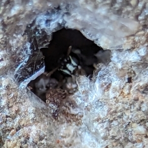 Hylaeus (Prosopisteron) aralis at Holder, ACT - 5 Dec 2023 12:12 PM