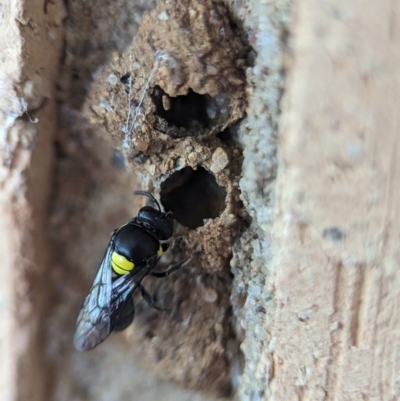 Hylaeus (Hylaeorhiza) nubilosus (A yellow-spotted masked bee) at Holder, ACT - 5 Dec 2023 by Miranda