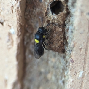 Hylaeus (Hylaeorhiza) nubilosus at Holder, ACT - 5 Dec 2023 12:08 PM