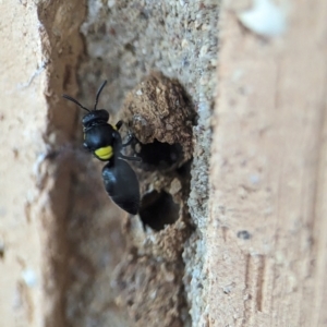 Hylaeus (Hylaeorhiza) nubilosus at Holder, ACT - 5 Dec 2023 12:08 PM