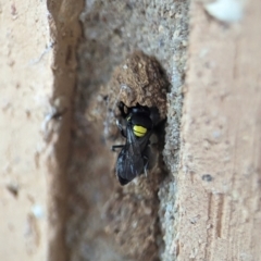 Hylaeus (Hylaeorhiza) nubilosus at Holder, ACT - 5 Dec 2023 12:08 PM