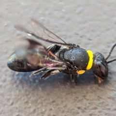 Hylaeus (Prosopisteron) primulipictus at Holder, ACT - 6 Dec 2023 05:39 PM