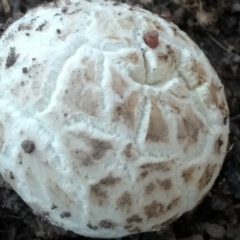 Unidentified Fungus at Tuggeranong, ACT - 5 Dec 2023 by BarrieR