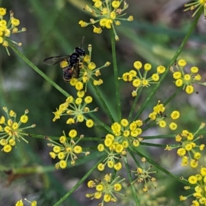 Cerceris sp. (genus) at Holder, ACT - 7 Dec 2023