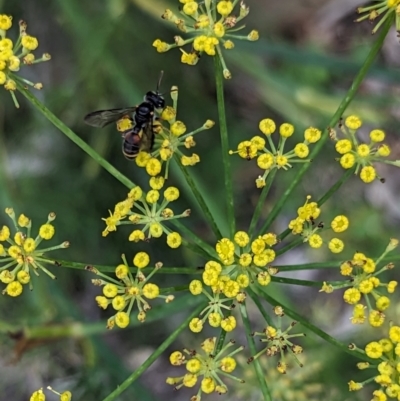 Cerceris sp. (genus) (Unidentified Cerceris wasp) at Holder, ACT - 7 Dec 2023 by Miranda