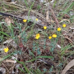 Hypericum gramineum (Small St Johns Wort) at Mount Taylor - 7 Dec 2023 by BarrieR