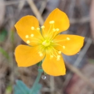 Hypericum gramineum at Mount Taylor - 7 Dec 2023