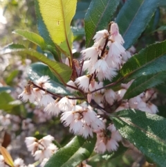 Elaeocarpus reticulatus (Blueberry Ash, Fairy Petticoats) at Broulee, NSW - 25 Nov 2017 by Steve818