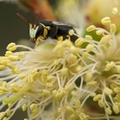 Hylaeus (Gnathoprosopis) euxanthus (Plasterer bee) at Coombs, ACT - 8 Dec 2023 by Miranda