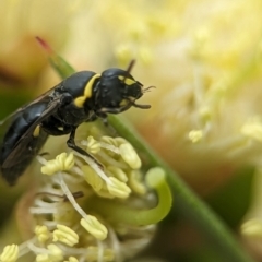 Hylaeus (Gnathoprosopis) euxanthus at Holder Wetlands - 8 Dec 2023 01:59 PM