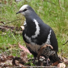 Leucosarcia melanoleuca (Wonga Pigeon) at Cotter River, ACT - 8 Dec 2023 by JohnBundock