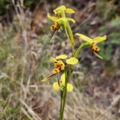Diuris sulphurea (Tiger Orchid) at Namadgi National Park - 28 Oct 2023 by Portia