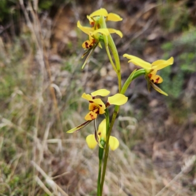 Diuris sulphurea (Tiger Orchid) at Namadgi National Park - 28 Oct 2023 by Portia