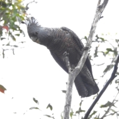 Callocephalon fimbriatum (Gang-gang Cockatoo) at Namadgi National Park - 8 Dec 2023 by JohnBundock