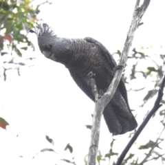 Callocephalon fimbriatum (Gang-gang Cockatoo) at Cotter River, ACT - 7 Dec 2023 by JohnBundock