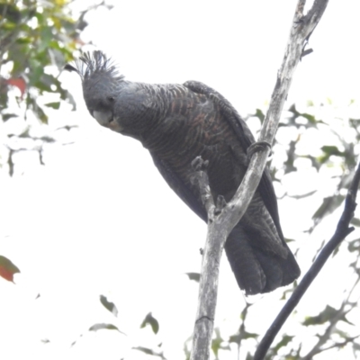 Callocephalon fimbriatum (Gang-gang Cockatoo) at Namadgi National Park - 8 Dec 2023 by JohnBundock