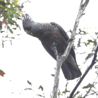 Callocephalon fimbriatum (Gang-gang Cockatoo) at Cotter River, ACT - 7 Dec 2023 by JohnBundock