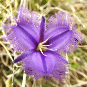 Thysanotus tuberosus subsp. tuberosus at Brindabella National Park - 8 Dec 2023