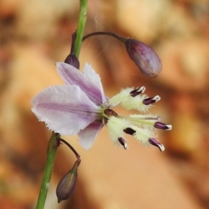 Arthropodium milleflorum at Brindabella National Park - 8 Dec 2023