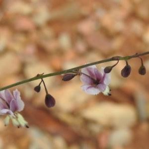 Arthropodium milleflorum at Brindabella National Park - 8 Dec 2023