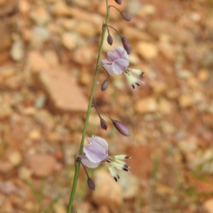 Arthropodium milleflorum at Brindabella National Park - 8 Dec 2023