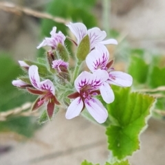 Pelargonium australe (Austral Stork's-bill) at Bingie, NSW - 24 Nov 2017 by Steve818