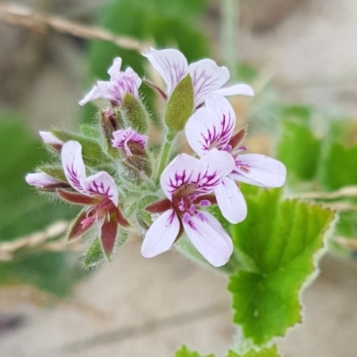 Pelargonium australe (Austral Stork's-bill) at Bingie, NSW - 24 Nov 2017 by Steve818