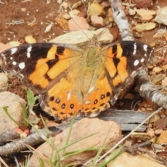 Vanessa kershawi (Australian Painted Lady) at Uriarra, NSW - 7 Dec 2023 by JohnBundock