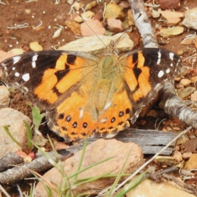 Vanessa kershawi (Australian Painted Lady) at Brindabella National Park - 7 Dec 2023 by JohnBundock