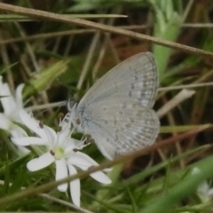 Zizina otis (Common Grass-Blue) at Brindabella National Park - 7 Dec 2023 by JohnBundock