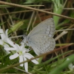 Zizina otis at Brindabella National Park - 8 Dec 2023 10:45 AM