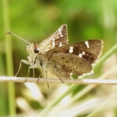 Pasma tasmanica (Two-spotted Grass-skipper) at Brindabella National Park - 8 Dec 2023 by JohnBundock