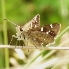 Pasma tasmanica (Two-spotted Grass-skipper) at Uriarra, NSW - 7 Dec 2023 by JohnBundock