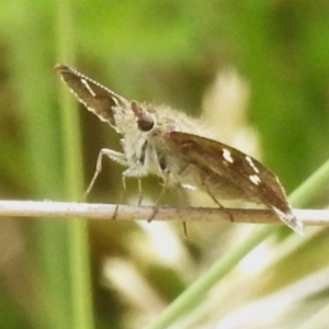 Pasma tasmanica at Brindabella National Park - 8 Dec 2023 10:52 AM